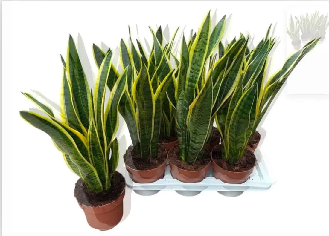 Bogenhanf (Sansevieria)