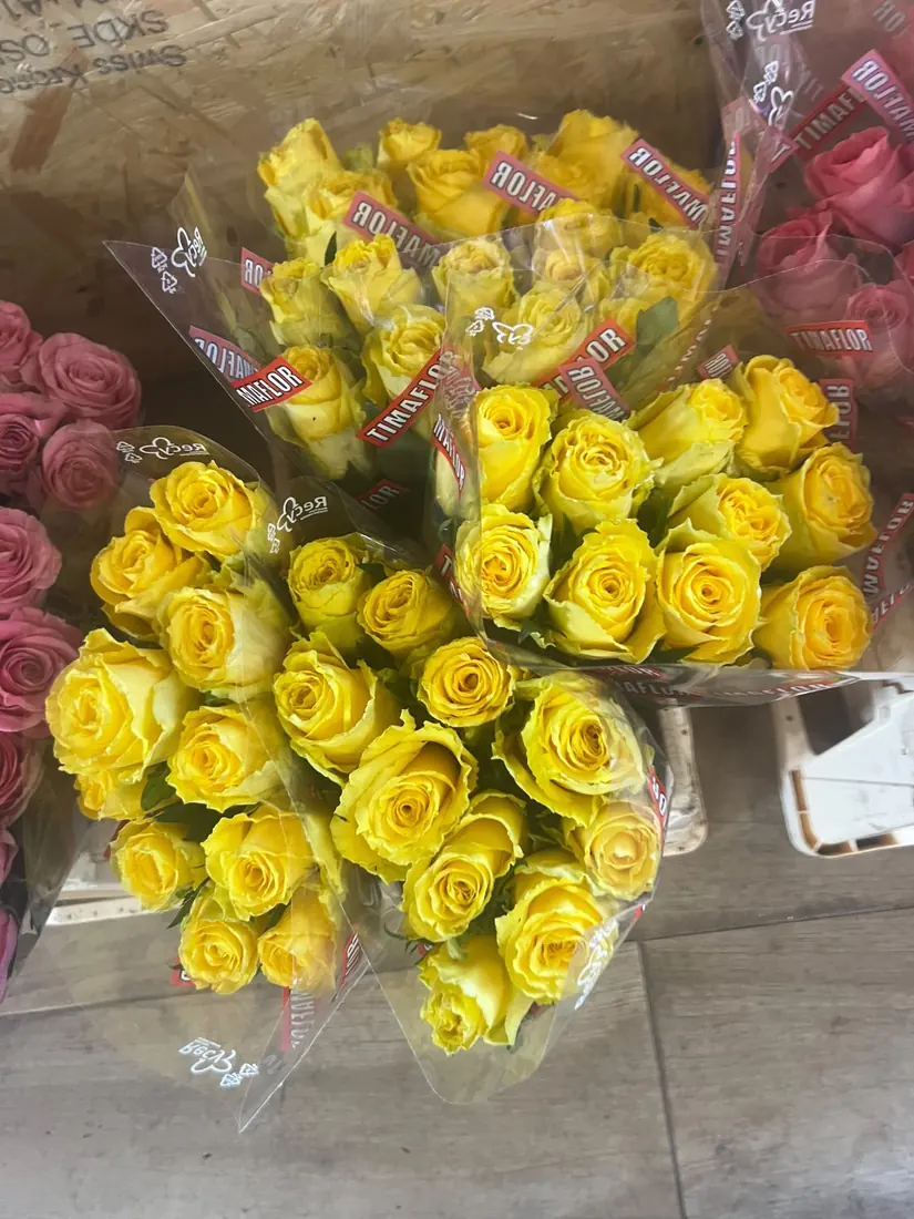 Gelbe Rosen – Bund