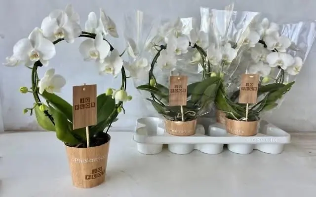 Orchidee Weiß (Phalaenopsis)