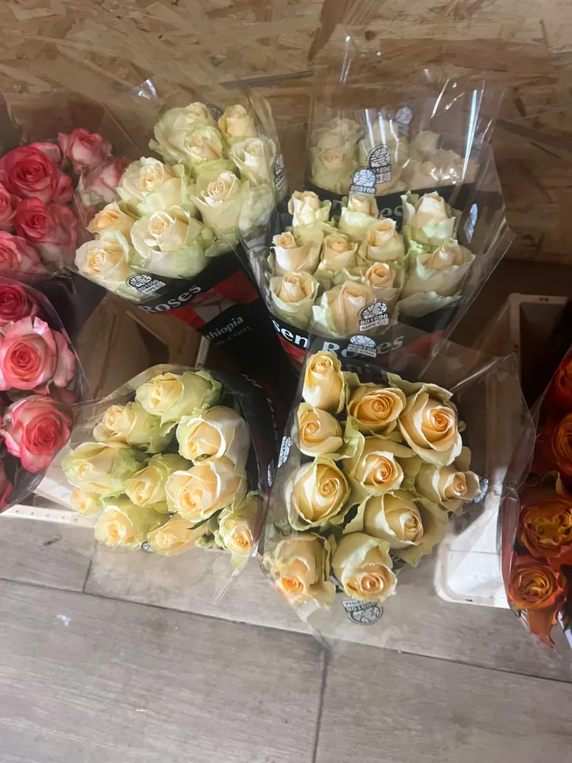 Rosen Creme – Bund