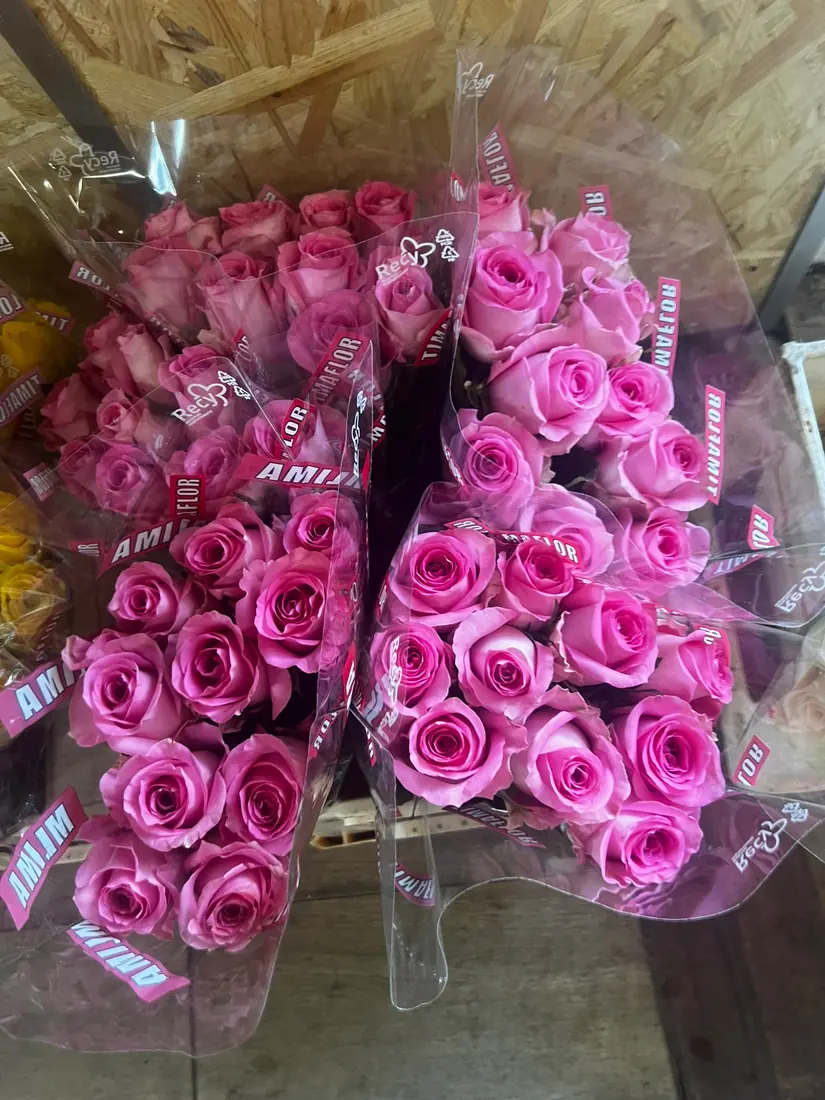 Rosen Pink – Bund
