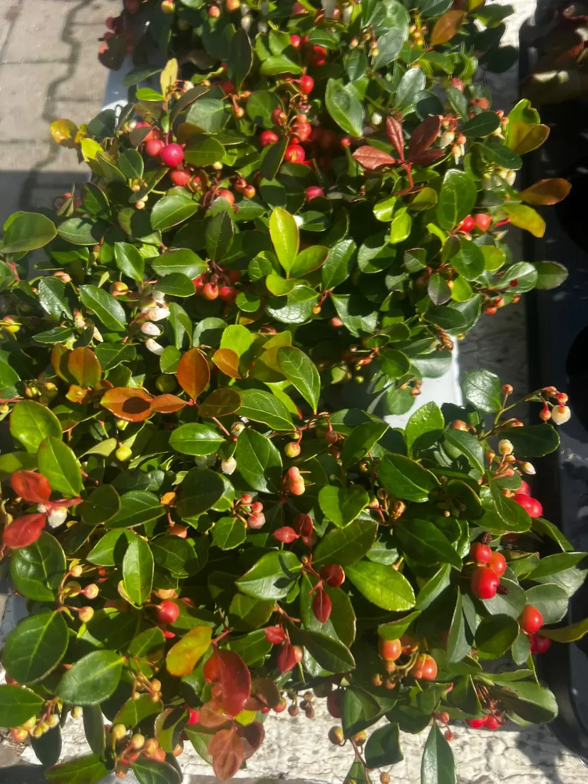 Scheinbeere (Gaultheria)